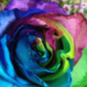 Meet your Posher, Virginia